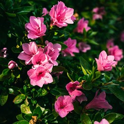Rhododendron Azalea japonica Anouk – Japanische Azalee