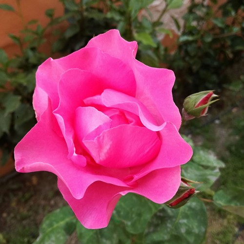 Rose Melrose - Rosa floribunda