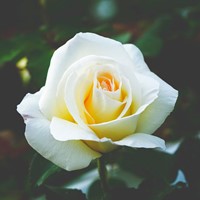 Rose White Symphony - Großblumige Rosa