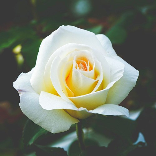 Rose White Symphony - Großblumige Rosa