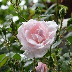 Kletter-Rose New Dawn - Rosa