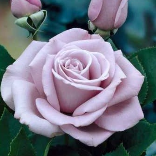 Rose Waltz Time Duftend - Rosa