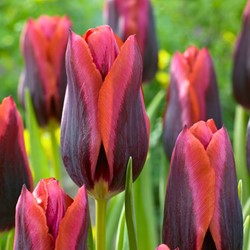 Tulpen Slawa - Tulipa