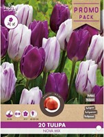 Tulpen Nova mix - Tulipa-2