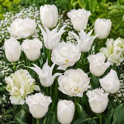 Tulpen White Wedding mix – Tulipa