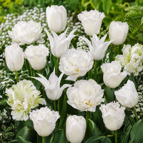 Tulpen White Wedding mix – Tulipa