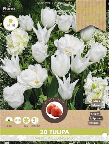 Tulpen White Wedding mix – Tulipa-2