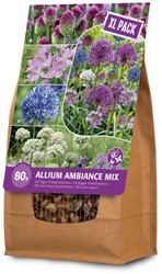Allium Ambiance XXL- Zierlauch