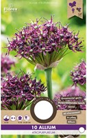 Allium atropurpureum - Schwarzrote Lauch-2