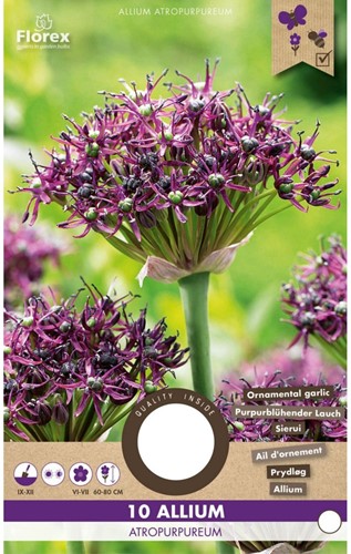 Allium atropurpureum - Schwarzrote Lauch-2