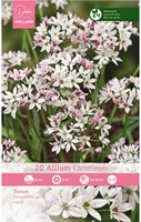 Allium Cameleon - Sierui-2
