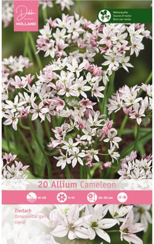 Allium Cameleon - Sierui-2