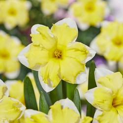 Narzissen Cassata - Narcissus