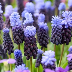 20 Muscari latifolium - Traubenhyazinthen