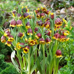 Fritillaria michailovskyi - Michaels-Schachblume