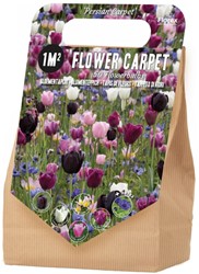 Blumenzwiebelpaket 1 m² Persischer Teppich - 50 Blumenzwiebln