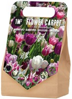 Blumenzwiebelpaket 1 m² Esprit – 50 Blumenzwiebeln