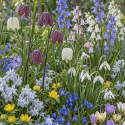 Garden Mix 125 - Blumenzwiebeln Mischung