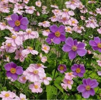 Anemonen-Mix Lila und Rosa - Anemone