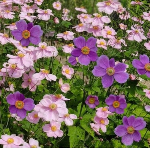 Anemonen-Mix Lila und Rosa - Anemone