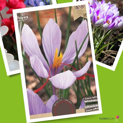 Saffran Krokus - Crocus sativus