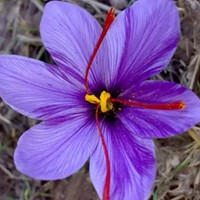 Saffran Krokusse - Crocus sativus Großpackung XL