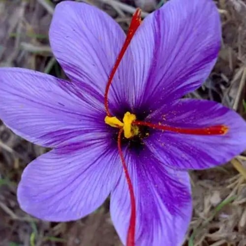 Saffran Krokusse - Crocus sativus Großpackung XL