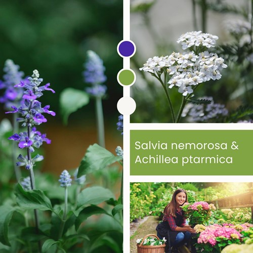 Planten Mix Salvia & Achillea
