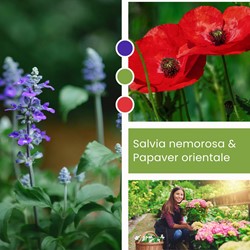 Pflanzenmischung Salvia nemorosa & Papaver nudicaule