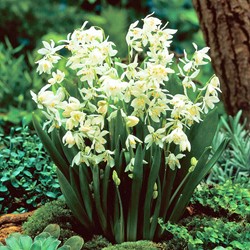 Scilla Siberica Alba - Sibirischer Blaustern Weiß