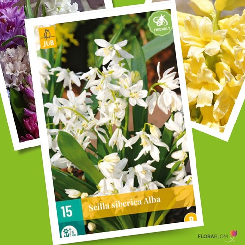 Scilla Siberica Alba - Sibirischer Blaustern Weiß