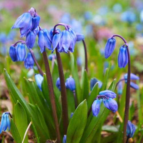 Scilla Siberica - Sibirischer Blaustern (Großpackung)