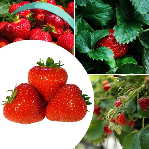 20x Erdbeerpflanzen Senga Sengana – Fragaria