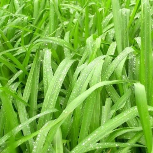 Siergras Zegge Irish Green - Carex foliosissima (Sixpack)