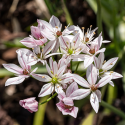 Zierlauch Cameleon - Allium