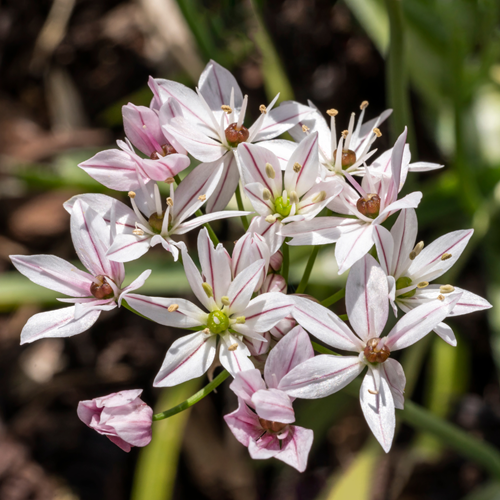 Allium Cameleon - Sierui