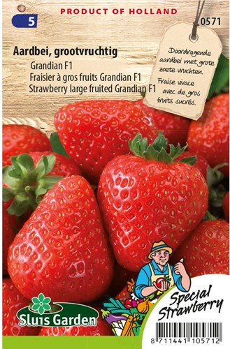 Aardbei grootvruchtig Grandian F1-2