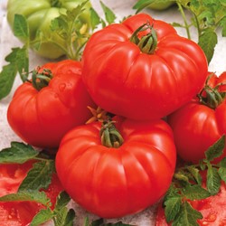 Tomaat Marmande