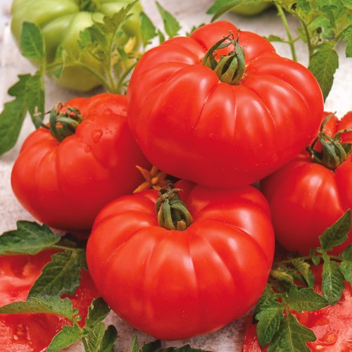 Tomate Marmande