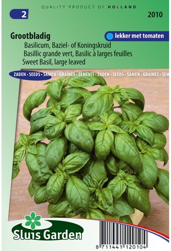 Basilienkraut Grob-2