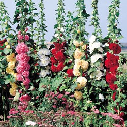 Stockrose Chaters Double - Alcea rosea