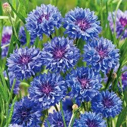Korenbloem Blue Boy, dubbelbloemig