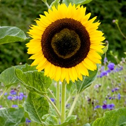 Zonnebloem Hoge gele