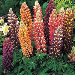 Lupine Russel Hybrids Mix - Lupinus