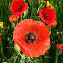 Mohn Red Corn Poppy EKO