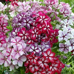 Flammenblume Summer Showers Mix - Phlox