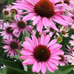 Sonnenhut Purpurea - Echinacea purpurea