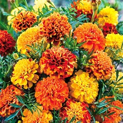 Samtblume Bonita Mix - Tagetes