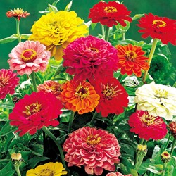 Zinnie Dahlien flowered Mix