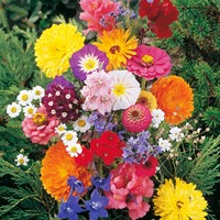 Schnittblumenmischung